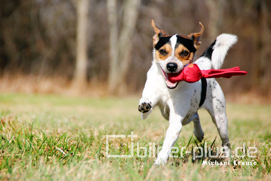 Jack Russel Terrier